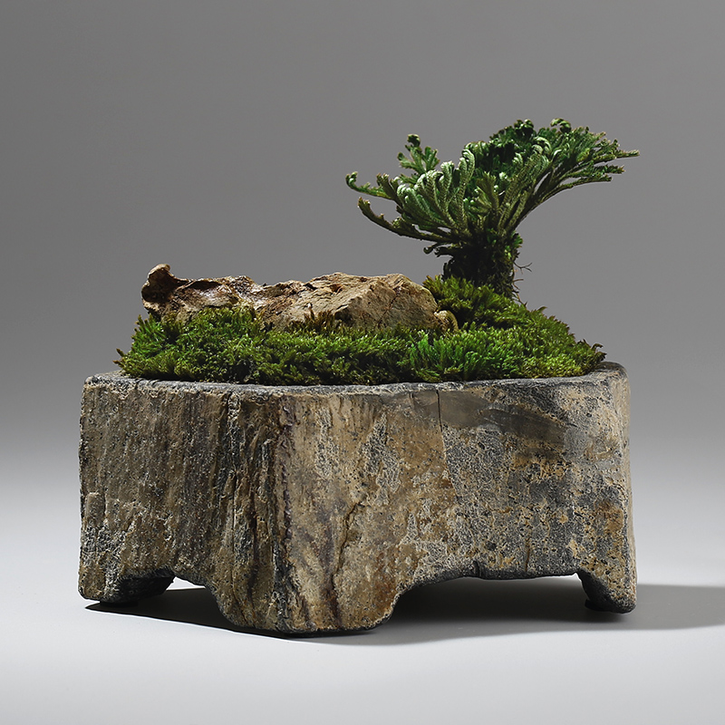 Bonsai Garden Indoor - Bazan Lọ Hoa Thực Vật Mọng