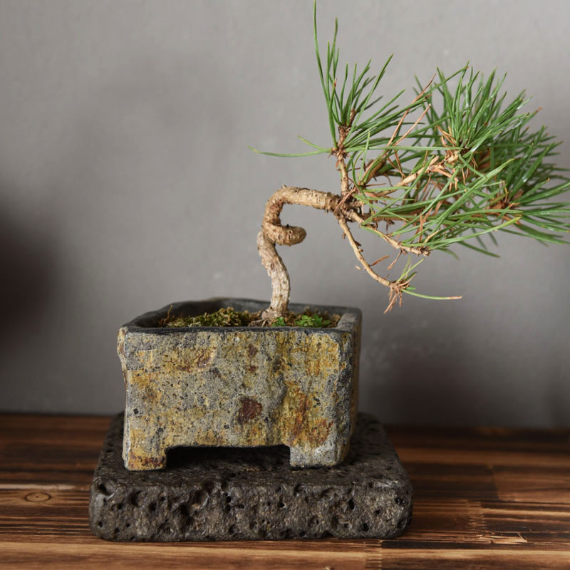 Bazan Lọ Hoa Thực Vật Mọng Nướ - đánh giá và giá Bonsai Garden Indoor