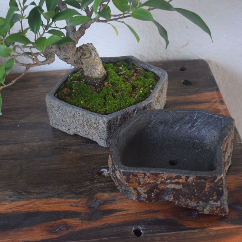 Bazan Lọ Hoa Thực Vật Mọng Nướ - đánh giá và giá Bonsai Garden Indoor