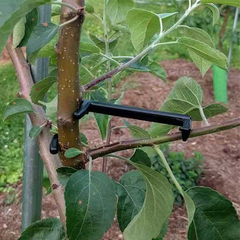 10-30 Chiếc Quả Cây Kẹp Vật Có - đánh giá và giá Bonsai Garden Tools
