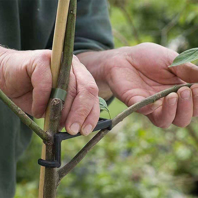 10-30 Chiếc Quả Cây Kẹp Vật Có - đánh giá và giá Bonsai Garden Tools